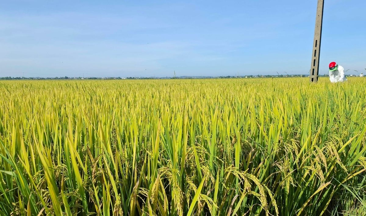 Gấp rút thu hoạch lúa tránh bão số 5